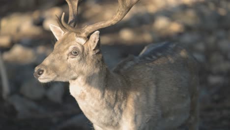 Un-Primer-Plano-Suave-De-Un-Joven-Ciervo-Salvaje-Con-Cuernos-Marrones-Afilados,-Cálida-Iluminación-Solar-En-Su-Cara,-Video-Con-Zoom-De-4k-En-Cámara-Lenta,-Vida-Silvestre-En-América