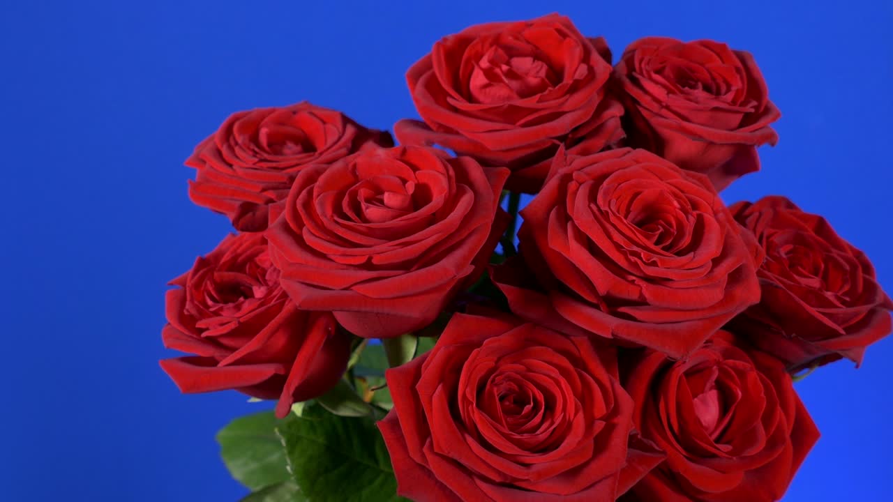 지나가는 장미 꽃 클로즈업 - 컴포지팅을 위한 블루스크린