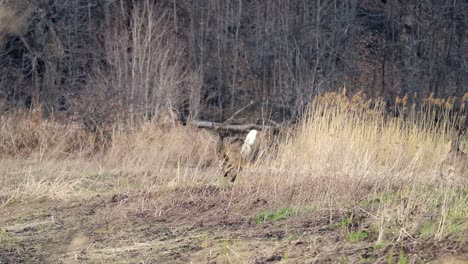 Two-deers-are-fleeing,-because-they-get-scared-by-a-predator