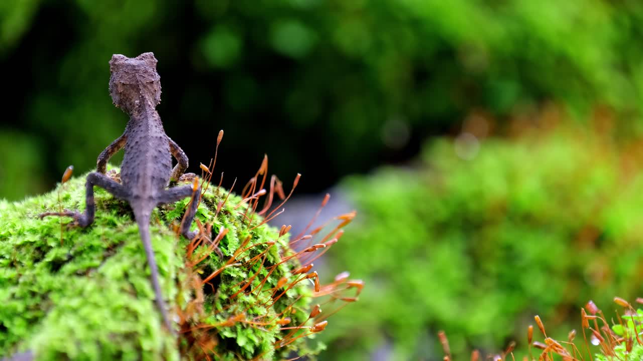visto desde su espalda respirando sobre un montículo de musgo en la selva, marrón pricklenape acanthosaura lepidogaster, parque nacional khao yai