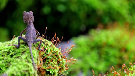 Visto-Desde-Atrás-Respirando-Sobre-Un-Montículo-De-Musgo-En-La-Jungla,-Brown-Pricklenape-Acanthosaura-Lepidogaster,-Parque-Nacional-Khao-Yai