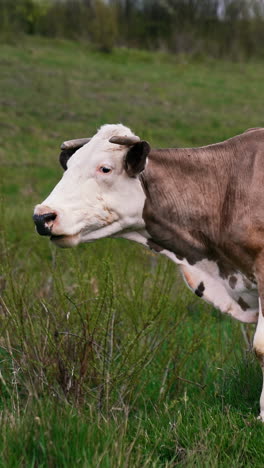beautiful cow eating green grass. slow motion of eating grass by cow. vertical video