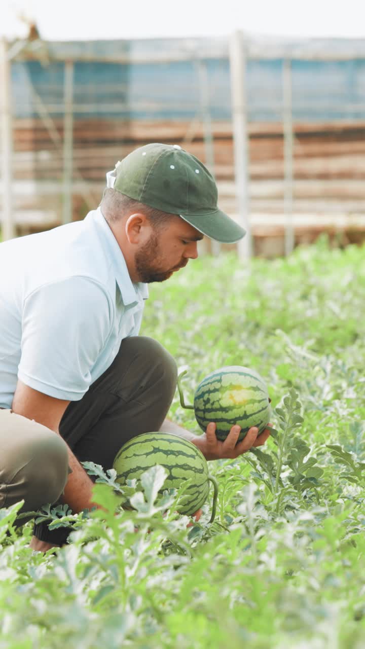 Farmer examining watermelons in greenhouse