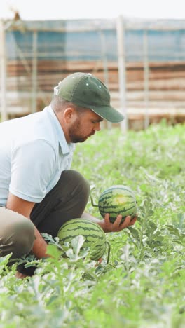 farmer examining watermelons in greenhouse