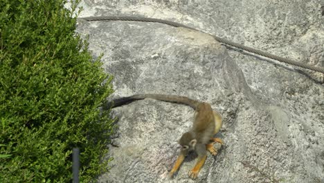 Totenkopfäffchen-Auf-Einem-Felsen,-Das-Von-Der-Pfote-Isst-Und-Aus-Dem-Felsen-Herausspringt