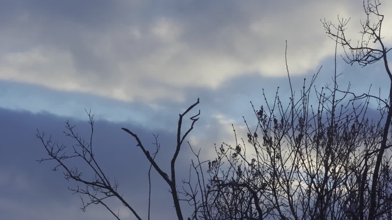 겨울 에 무거운 구름 이 있는 하늘 을 향해 잎 이 없는 나무 가지 가 가까이 서 있다