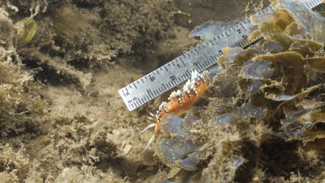 a citizen scientist uses a ruler to measure a vibrant sea slug on a night scuba dive for marine research