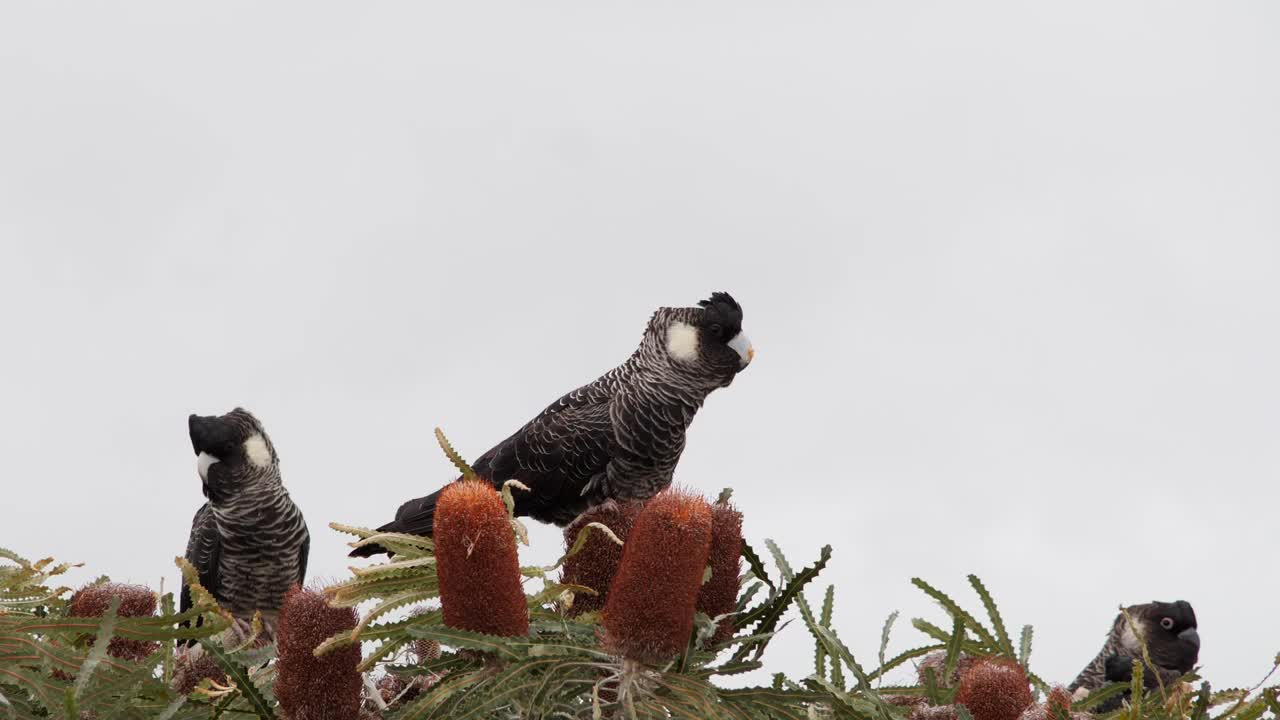 cacatúas negras de carnaby en el oeste de australia