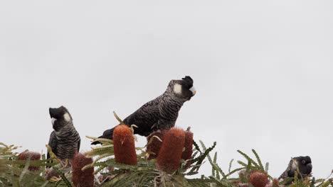 carnaby's black cockatoos in western australia