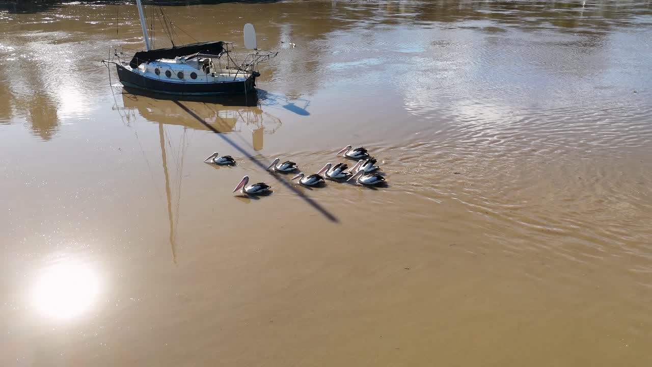 Australian pelicans glide on sunlit river near sailboat, captured from overhead in Nambucca, NSW