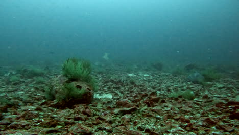 Toma-Acuática-Del-Fondo-Marino