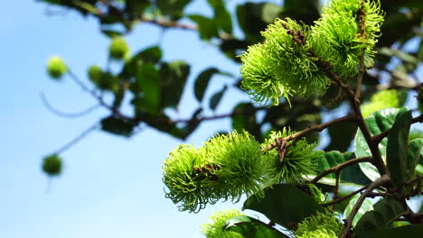 lichi frutas tropicales en crecimiento en el árbol