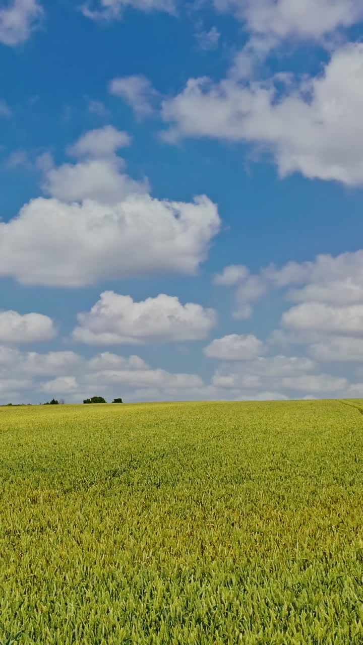 Flying over the green field in spring. Drone low view on the farmland of young agronomy herbs under the blue sky. Agriculture farming concept. Vertical video