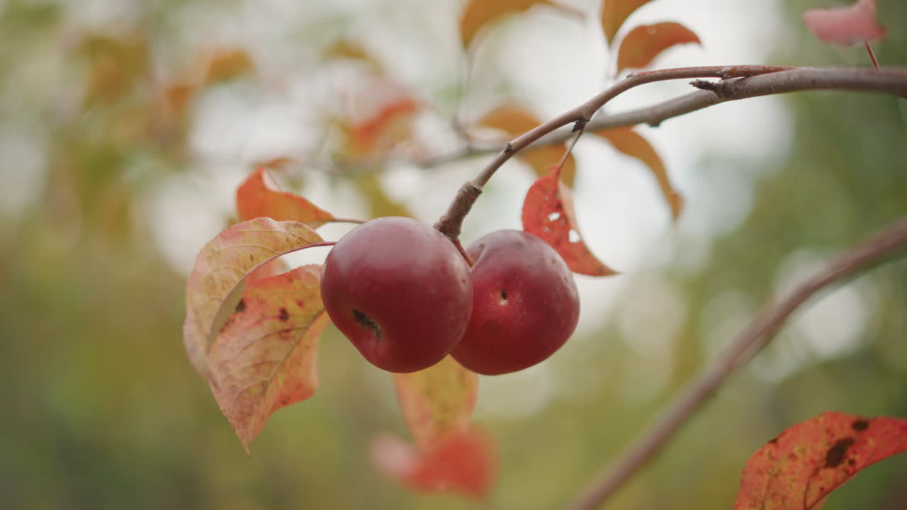 Red apples on branch autumn bokeh, dewy skin, mottled amber leaves, shallow depth, soft golden sunlight through blurred orchard background, tranquil harvest atmosphere, crisp morning air