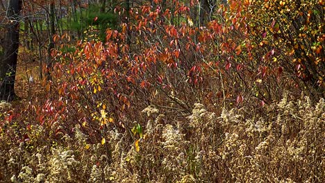 thomson point trail portland, maine showing trees and sourwood plants
