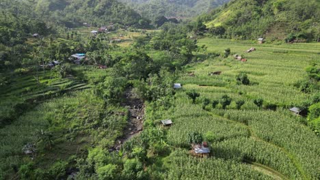 drone flying in a mountain valley with corn field terrace farms next to a river