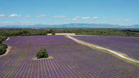 Cerrar-Vista-Sobre-Campos-De-Lavanda-Con-Un-Camino-Y-Un-Bosque-Toma-Aérea-Francia