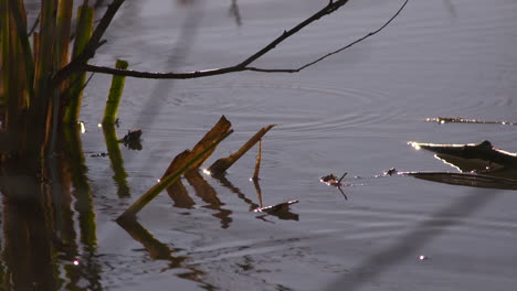 cinematic slow motion tight shot of droplets falling into a lake