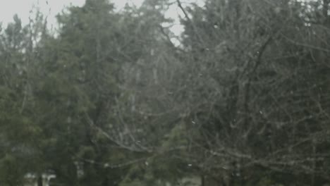 Snow-falls-in-slow-motion-in-front-of-a-few-trees