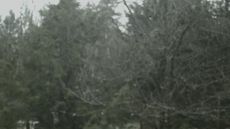 a neve cai em câmera lenta na frente de algumas árvores