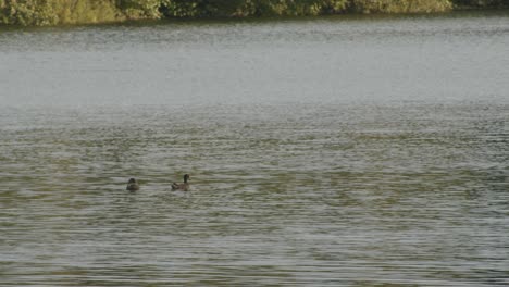 Dos-Patos-Nadando-En-Un-Lago