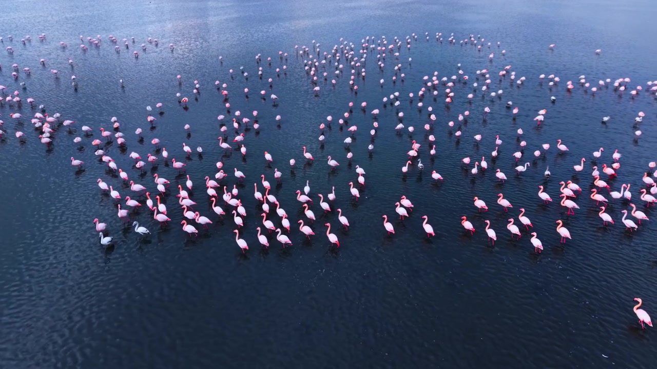 Colonie de flamants roses sur une eau bleu foncé. Des centaines d'oiseaux roses dispersés sur une surface bleu marine profond avec des reflets.
