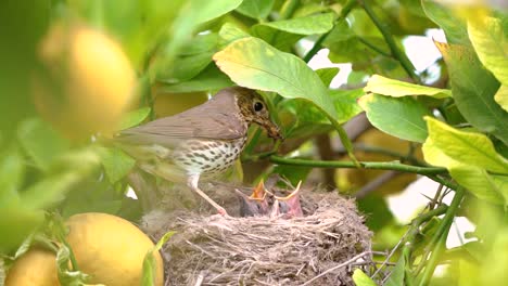 true thrush bird in nest with eggs feed babies