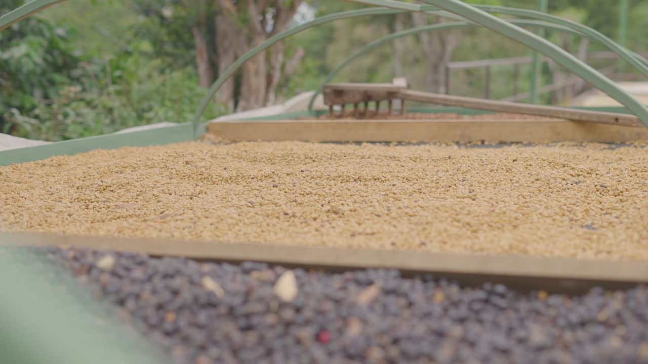 咖啡豆在阳光下干燥