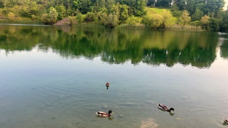 caldecott lake in rugby, warwickshire with ducks and swan during the summer 4k