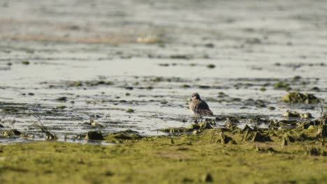 Bird,-Kentish-plovers-looking-for-food-on-a-muddy-shoreline