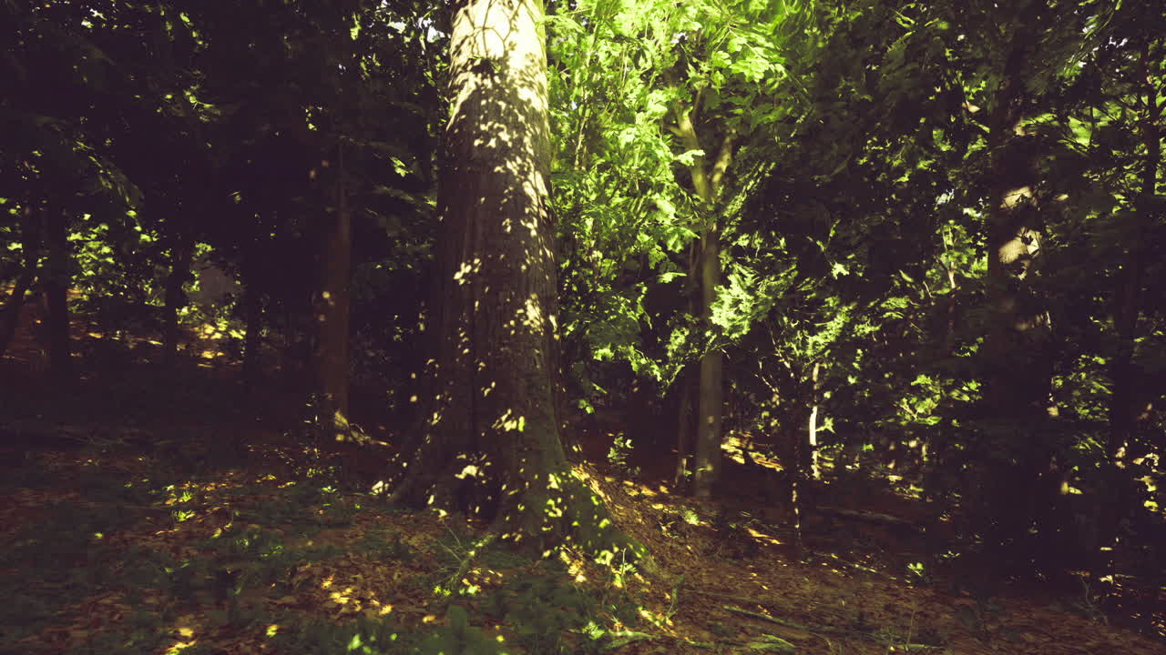 Delicata illuminazione pervade la volta umida della foresta con vari strati vegetali.