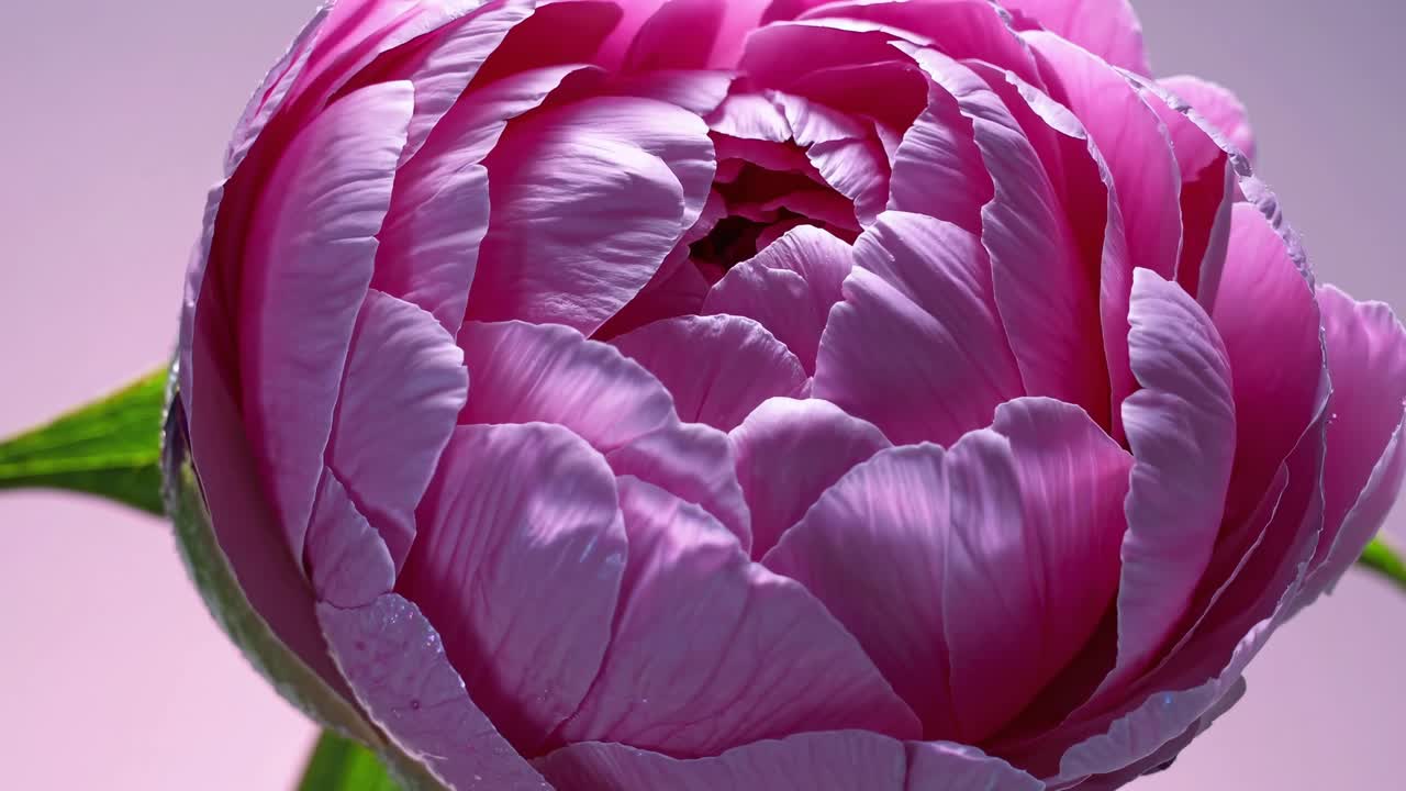 Close-up video of a blooming pink peony, captured from a low angle