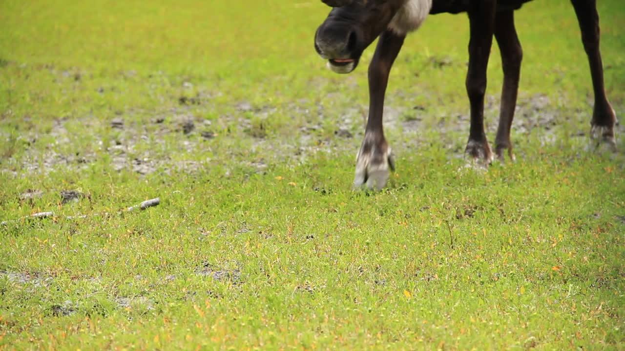 los alces toros machos se cruzan en la hierba