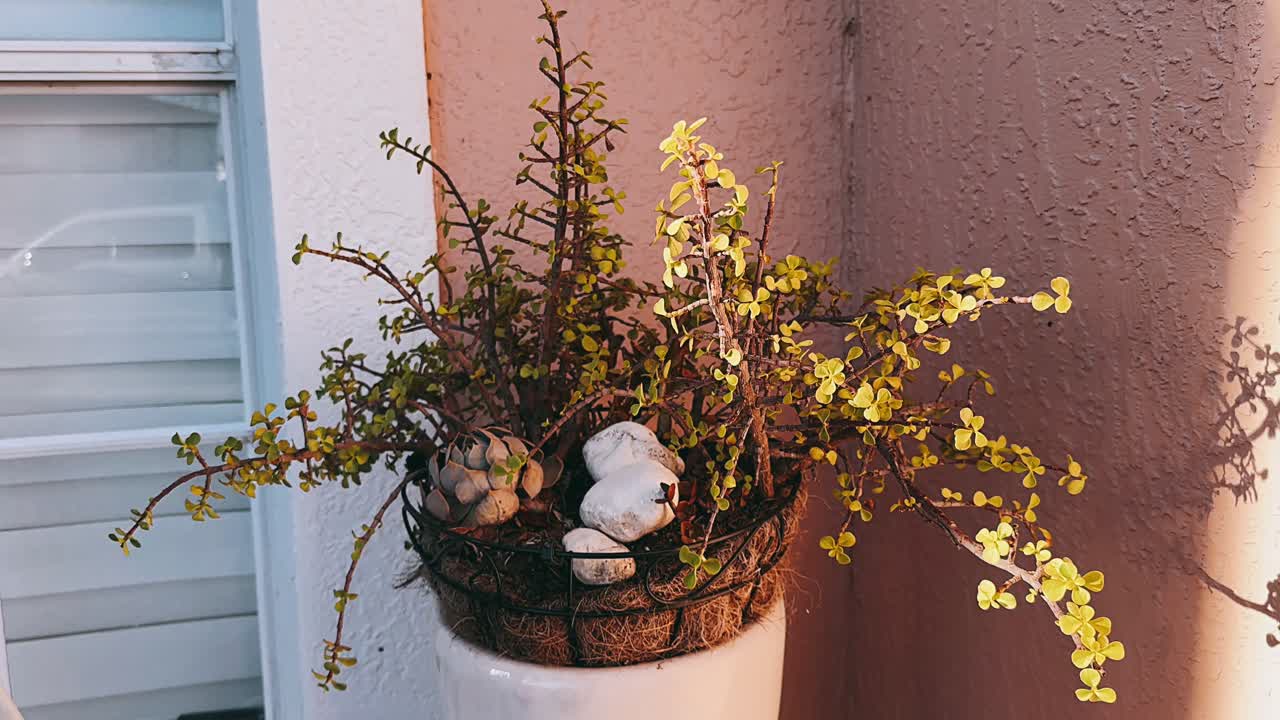 planta suculenta en una olla junto a una ventana