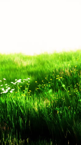 campo de hierba verde