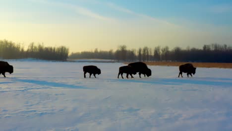 4k 1-3 an an exodus of baby cattle bison buffalo family are on route from left to right during a glowing winter sunrise following the motther cow in calm approach duing a weather meltdown of browness