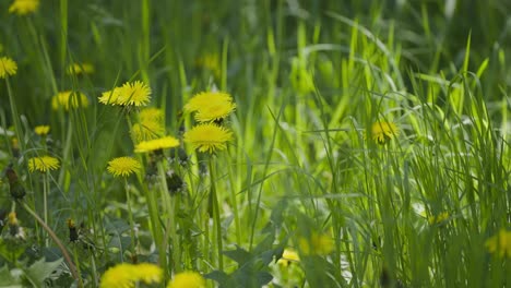 colorful yellow dandelions in the lush green grass