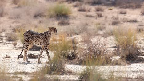 Mittlere-Aufnahme-Eines-Gepardenweibchens,-Das-Am-Flussbett-Des-Nossob-Entlang-Läuft,-Kgalagadi