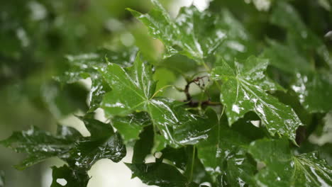 Clip-De-Lluvia-De-Hojas-De-Arce-2