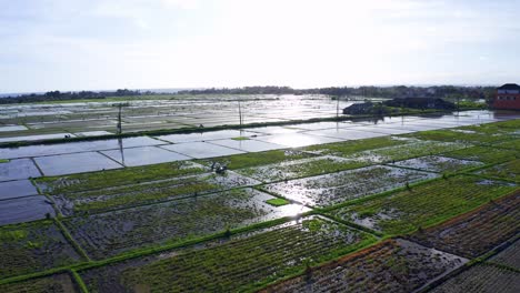 Paddy-Fields-With-Working-Farmer-And-Tractor-During-Sunrise-Near-Seseh,-Bali-Indonesia