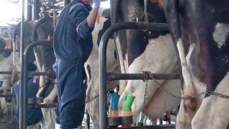 Healthy-dairy-cows-feeding-on-fodder-standing-in-row-of-stables-in-cattle-farm-barn-with-worker-adding-food-for-animals-in-blurred-background