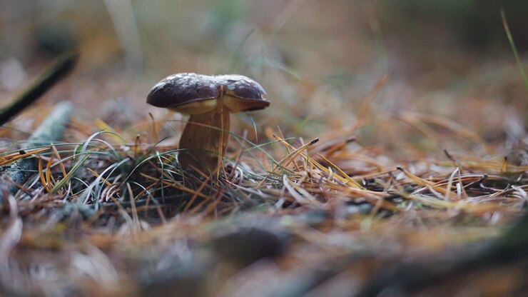 A close-up shot of the Porcini mushroom on the forest floor