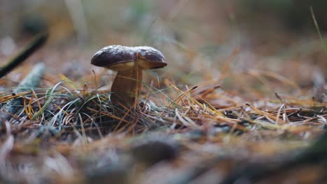 Eine-Nahaufnahme-Des-Steinpilzes-Auf-Dem-Waldboden