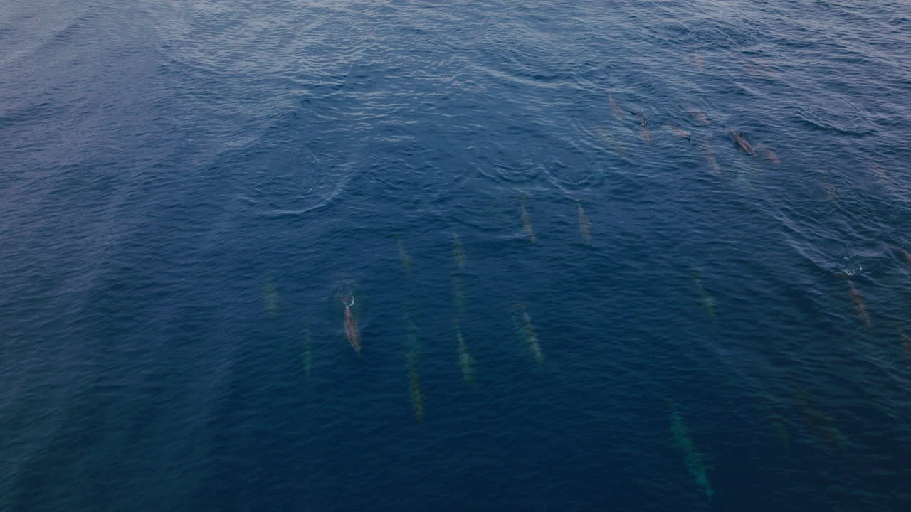 Tilted ocean drone orbit with dolphin pod texture and gradients in deep tropical sea, minimalism aesthetic