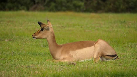 Profile-shot-of-female-impala-resting-on-the-grass-while-chewing-cud,-Addo-National-Park,-South-Africa