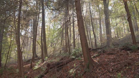 árboles a lo largo del arroyo wissahickon en otoño