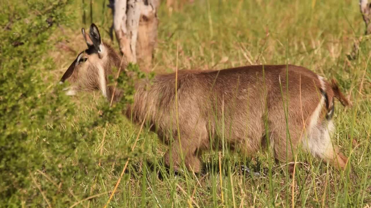 마른 범람원에서 덤불 뒤를 걷고 있는 워터벅