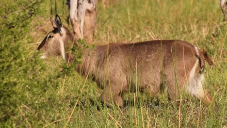 antelope caminando detrás del arbusto en llanuras aluviales secas