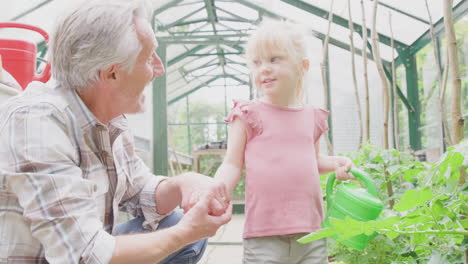 Abuelo-Con-Nieta-Regando-Plantas-De-Tomate-En-Invernadero-Con-Regadera-Juntos