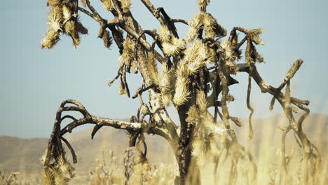 dead dry yucca tree in the mojave preserve